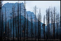 Burned forest from 2015 wildfire and peaks. Glacier National Park ( color)