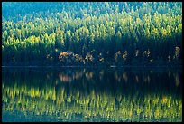 Conifer forest with autumn color accents and reflection, Bowman Lake. Glacier National Park ( color)