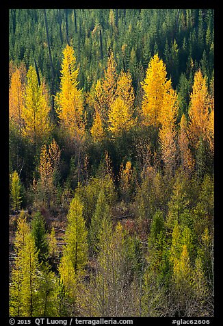 Aspen in various stage of fall foliage, North Fork. Glacier National Park, Montana, USA.