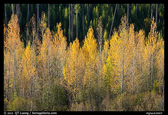 Aspen in autumn foliage, North Fork. Glacier National Park, Montana, USA.