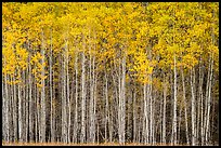 Dense aspen grove autumn, North Fork. Glacier National Park, Montana, USA.