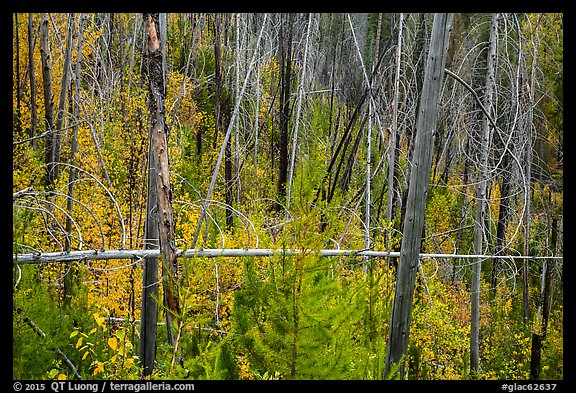 New growth alongs trees burned by 2007 wildfire. Glacier National Park, Montana, USA.