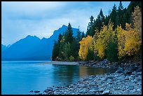 Trees in autumn color and Lake McDonald. Glacier National Park ( color)