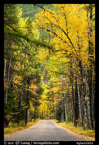 Road below canopy of tall trees in autumn, Apgar. Glacier National Park, Montana, USA.