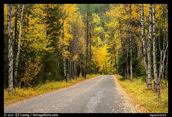 Road surrounded by fall foliage in autumn. Glacier National Park, Montana, USA.