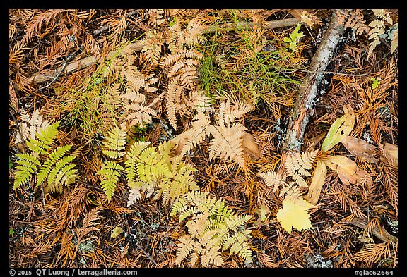 Close-up of ferns and fallen leaves in autumn. Glacier National Park, Montana, USA.