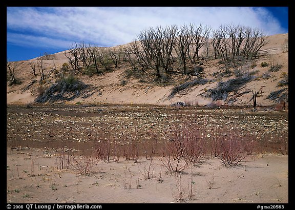 Dry creek and tree skeletons on edge of sand dunes. Great Sand Dunes National Park (color)