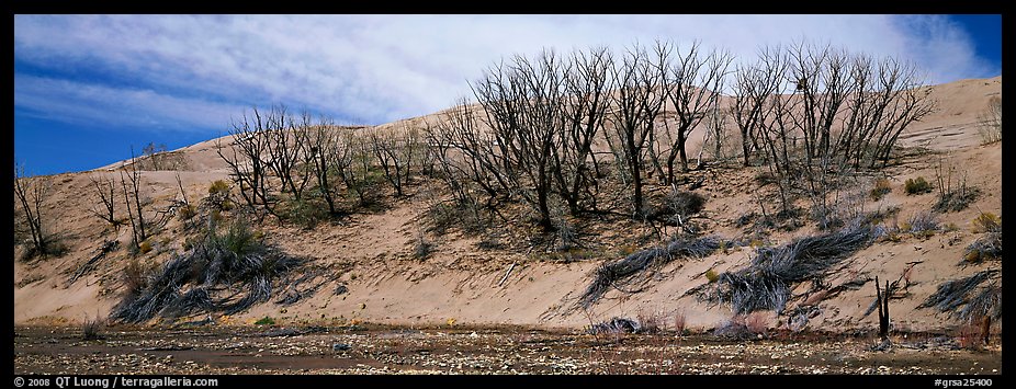 Dune edge with dead trees. Great Sand Dunes National Park and Preserve (color)