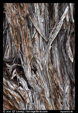 Bark detail of Pinyon pine trunk. Great Sand Dunes National Park, Colorado, USA.