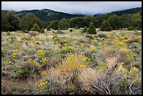 Sagebrush in bloom and pinyon pine forest. Great Sand Dunes National Park and Preserve, Colorado, USA.