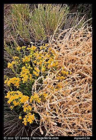 Closeup of shrubs. Great Sand Dunes National Park, Colorado, USA.