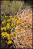 Closeup of shrubs. Great Sand Dunes National Park and Preserve, Colorado, USA.
