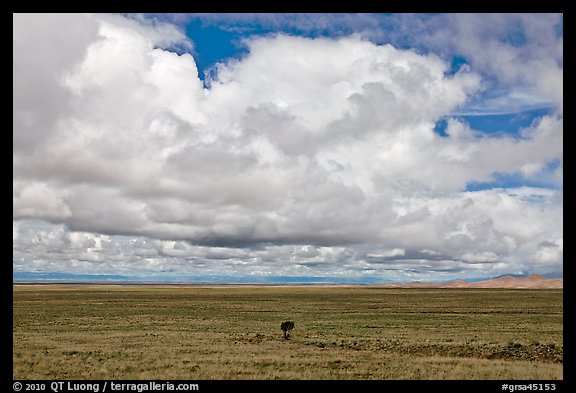 Solitary tree on prairie below cloud. Great Sand Dunes National Park and Preserve, Colorado, USA.