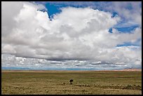 Solitary tree on prairie below cloud. Great Sand Dunes National Park, Colorado, USA. (color)
