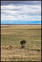 Lone tree and flatland. Great Sand Dunes National Park and Preserve, Colorado, USA.