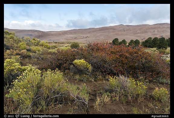 Shrubs in autumn and dunes. Great Sand Dunes National Park, Colorado, USA.