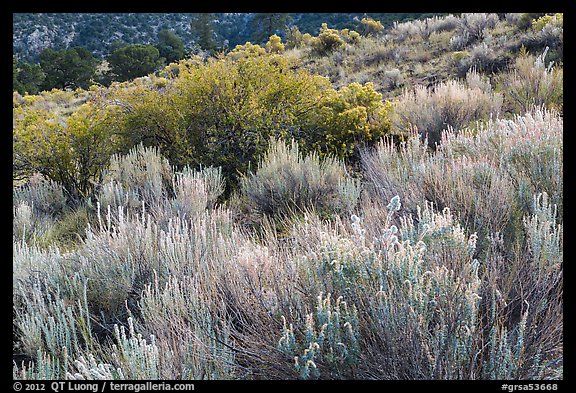 Sage and rabbitbrush. Great Sand Dunes National Park and Preserve (color)