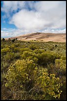 Rubber rabbitbrush. Great Sand Dunes National Park and Preserve ( color)