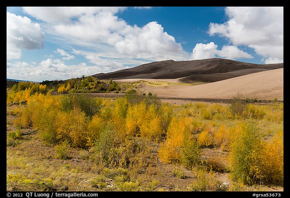 Riparian habitat along Medano Creek in autumn. Great Sand Dunes National Park, Colorado, USA.