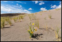 Prairie sunflowers and blowout grasses on sand dunes. Great Sand Dunes National Park, Colorado, USA. (color)