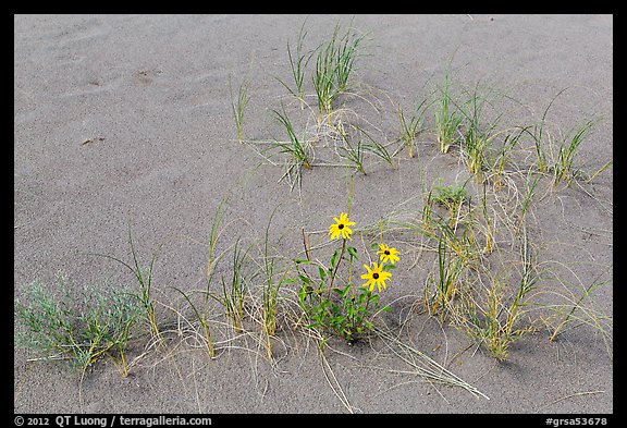 Close-up of Prairie sunflowers and blowout grasses. Great Sand Dunes National Park and Preserve (color)