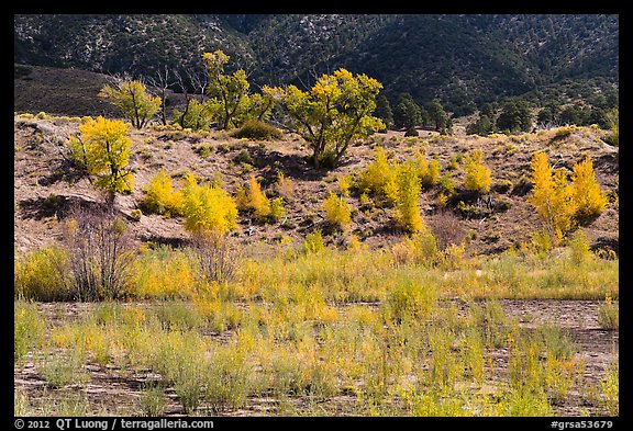 Riparian vegetation in autum foliage, Medano Creek. Great Sand Dunes National Park and Preserve (color)
