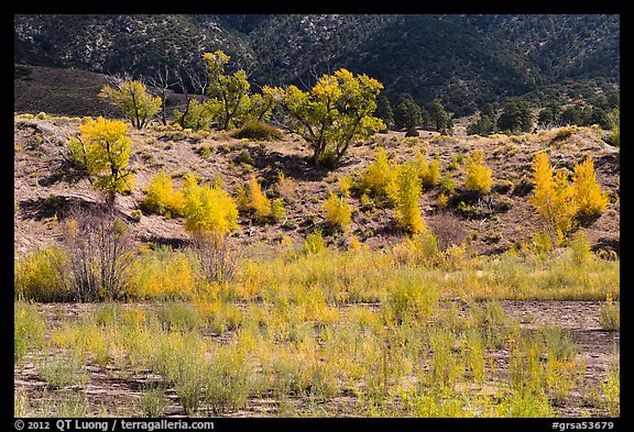 Riparian vegetation in autum foliage, Medano Creek. Great Sand Dunes National Park, Colorado, USA.