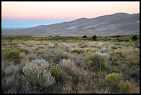 Grasslands with rubber rabbitbrush, sagebrush, and dunefield at dawn. Great Sand Dunes National Park and Preserve ( color)