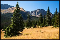 Subalpine meadow in Sand Creek Valley. Great Sand Dunes National Park and Preserve, Colorado, USA.