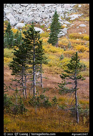 Fir trees, srubs in autumn color, and rocks. Great Sand Dunes National Park and Preserve (color)