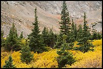 Firs, shrubs in autumn color, and rocky slopes. Great Sand Dunes National Park and Preserve, Colorado, USA.