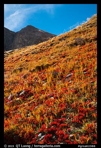Berry plants in red autumn foliage and peak. Great Sand Dunes National Park and Preserve, Colorado, USA.