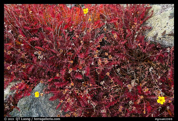 Close-up of alpine plants in autumn. Great Sand Dunes National Park and Preserve, Colorado, USA.