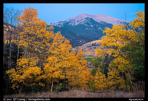 Aspen in autum foliage framing Mount Herard at dawn. Great Sand Dunes National Park and Preserve, Colorado, USA.