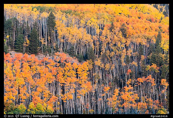 Golden aspen groves on slope. Great Sand Dunes National Park and Preserve, Colorado, USA.