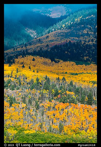 Slopes below Mt Herard with trees in autum color. Great Sand Dunes National Park and Preserve (color)