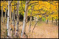 Aspen trees at edge of prairie in autumn. Great Sand Dunes National Park and Preserve ( color)