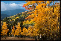 Autumn foliage and mountains near Medano Pass. Great Sand Dunes National Park and Preserve, Colorado, USA.