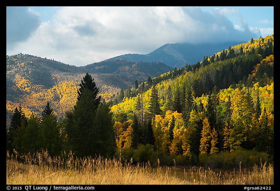 Hills covered with trees in autumn foliage near Medano Pass. Great Sand Dunes National Park and Preserve, Colorado, USA.