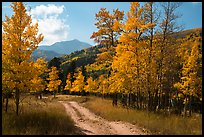 Medano primitive road surrounded by trees in autumn color. Great Sand Dunes National Park and Preserve, Colorado, USA.