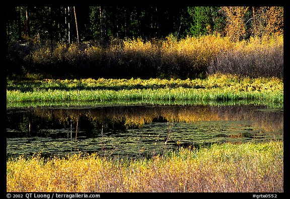 Pond with fall colors. Grand Teton National Park, Wyoming, USA.