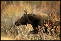 Cow moose running. Grand Teton National Park, Wyoming, USA.