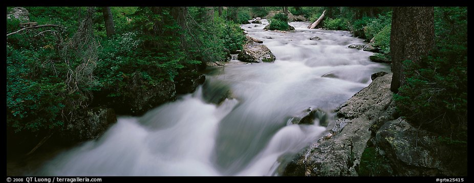 Creek flowing in forest. Grand Teton National Park (color)