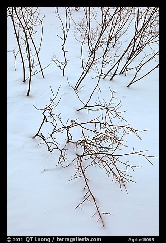 Bare shrub branches and snow. Grand Teton National Park, Wyoming, USA.