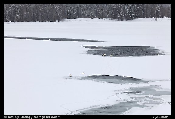 Frozen Oxbow Bend with trumpeters swans. Grand Teton National Park, Wyoming, USA.