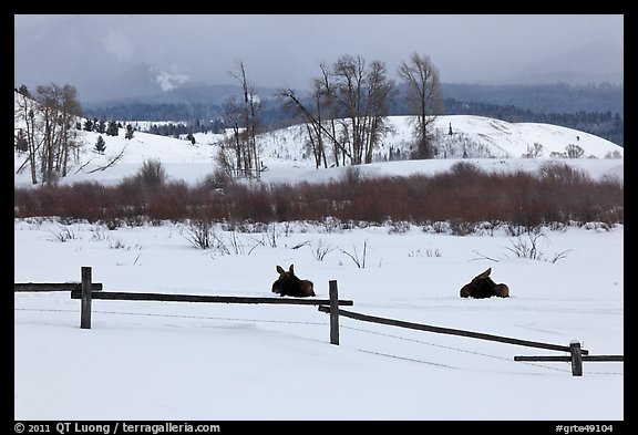 Fence and moose in winter. Grand Teton National Park, Wyoming, USA.