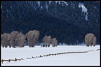 Long fence, cottonwoods, and hills in winter. Grand Teton National Park, Wyoming, USA. (color)