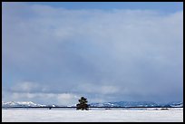 Lone tree and distant mountains in winter. Grand Teton National Park, Wyoming, USA.