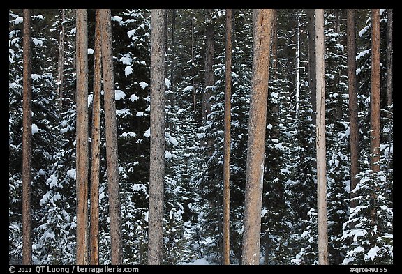 Pine tree trunks and snowy forest. Grand Teton National Park, Wyoming, USA.