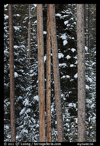 Trunks and evergreen in winter. Grand Teton National Park, Wyoming, USA.